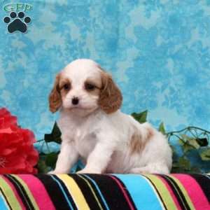 Kory, Cavalier King Charles Mix Puppy